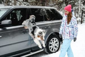 animal compagnie voyage