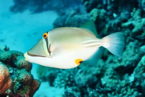 plongee sous marine benefices
