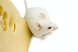 navigation et ecologie pratiques pour une mer plus propre