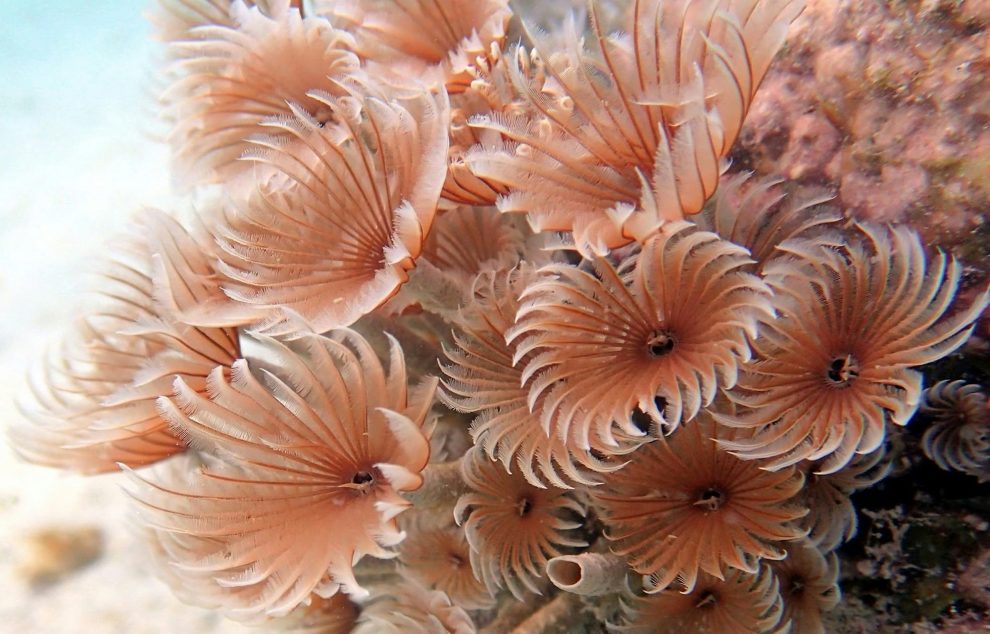 Plongée sous-marine, photographie sous-marine.